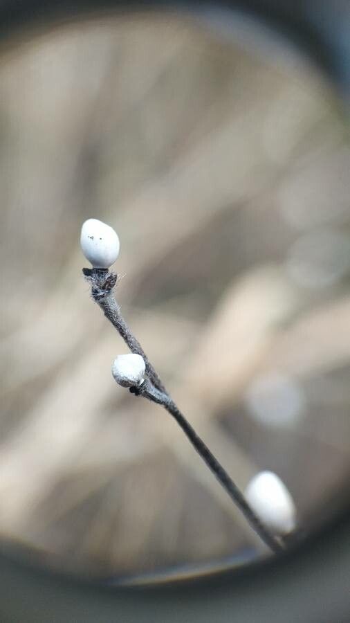 Buglossoides purpurocaerulea fruit
