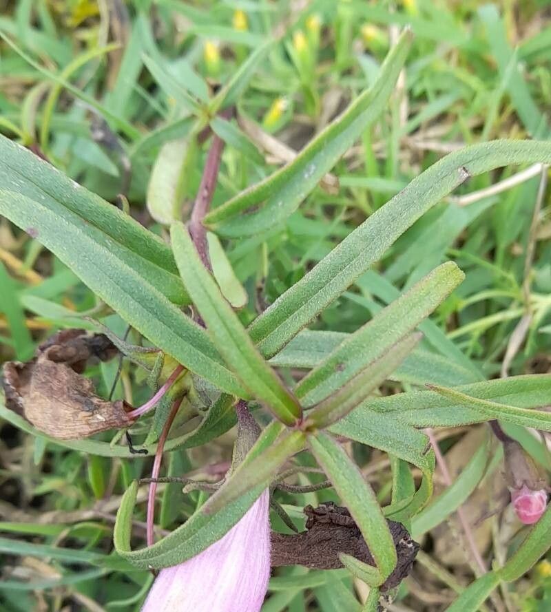 Agalinis genistifolia leaf