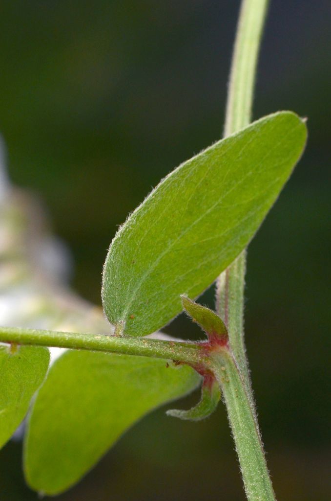 Vicia caroliniana bark