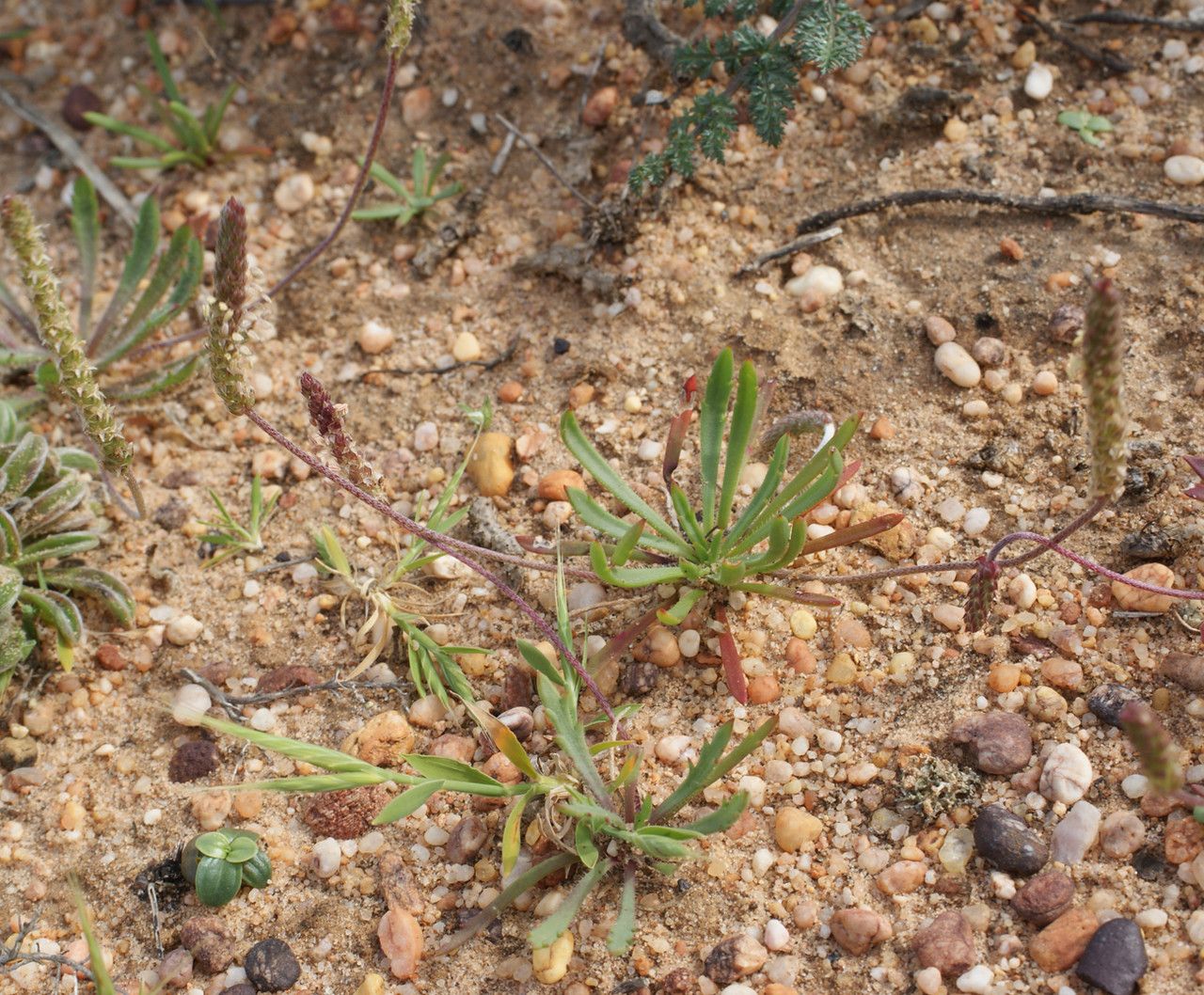 Plantago algarbiensis habit