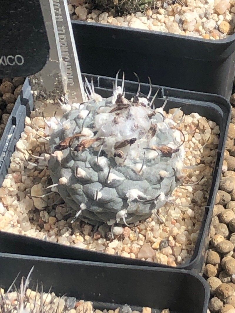 Turbinicarpus schmiedickeanus — houseplant care guide