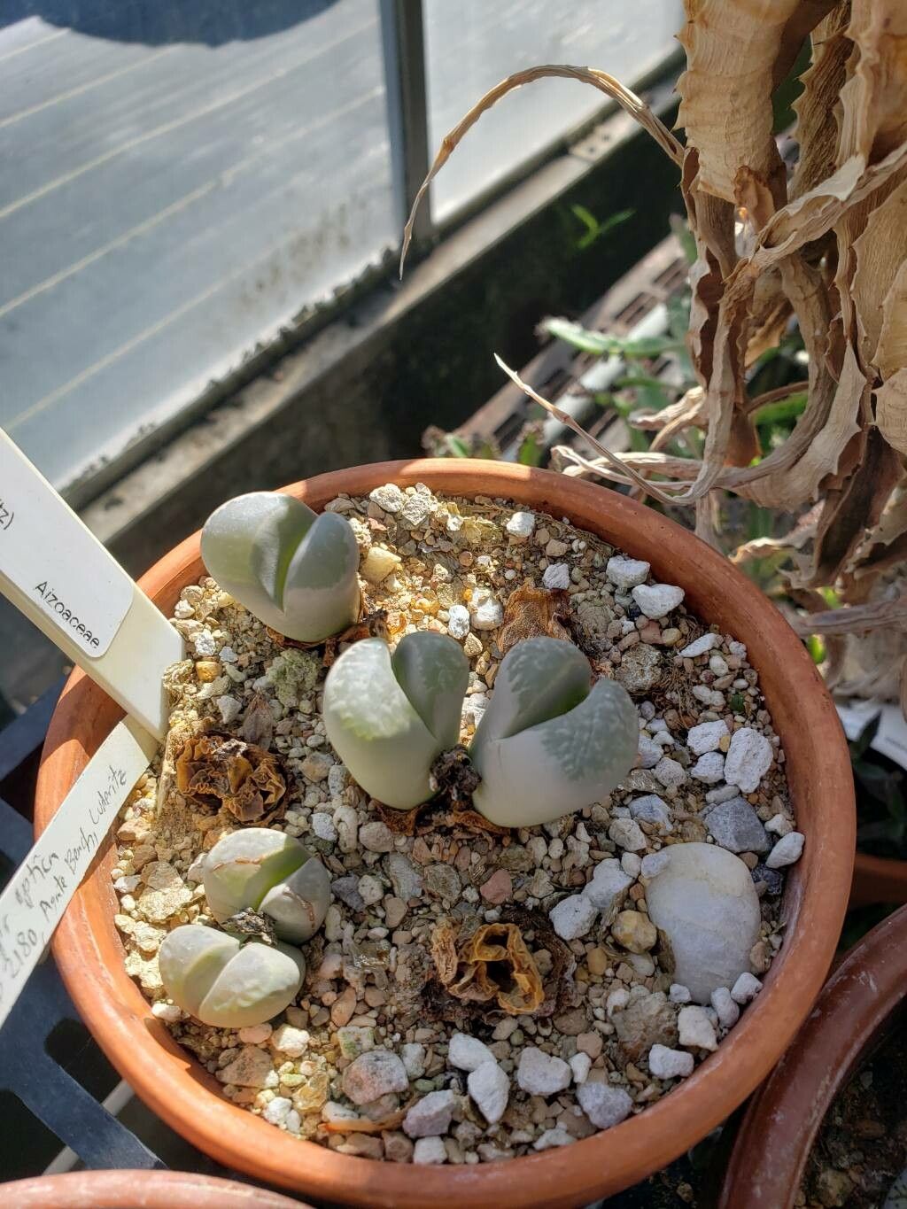 Lithops optica — search result for 'Lithops'