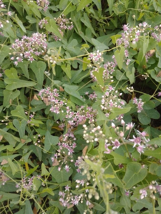 Cynanchum acutum flower