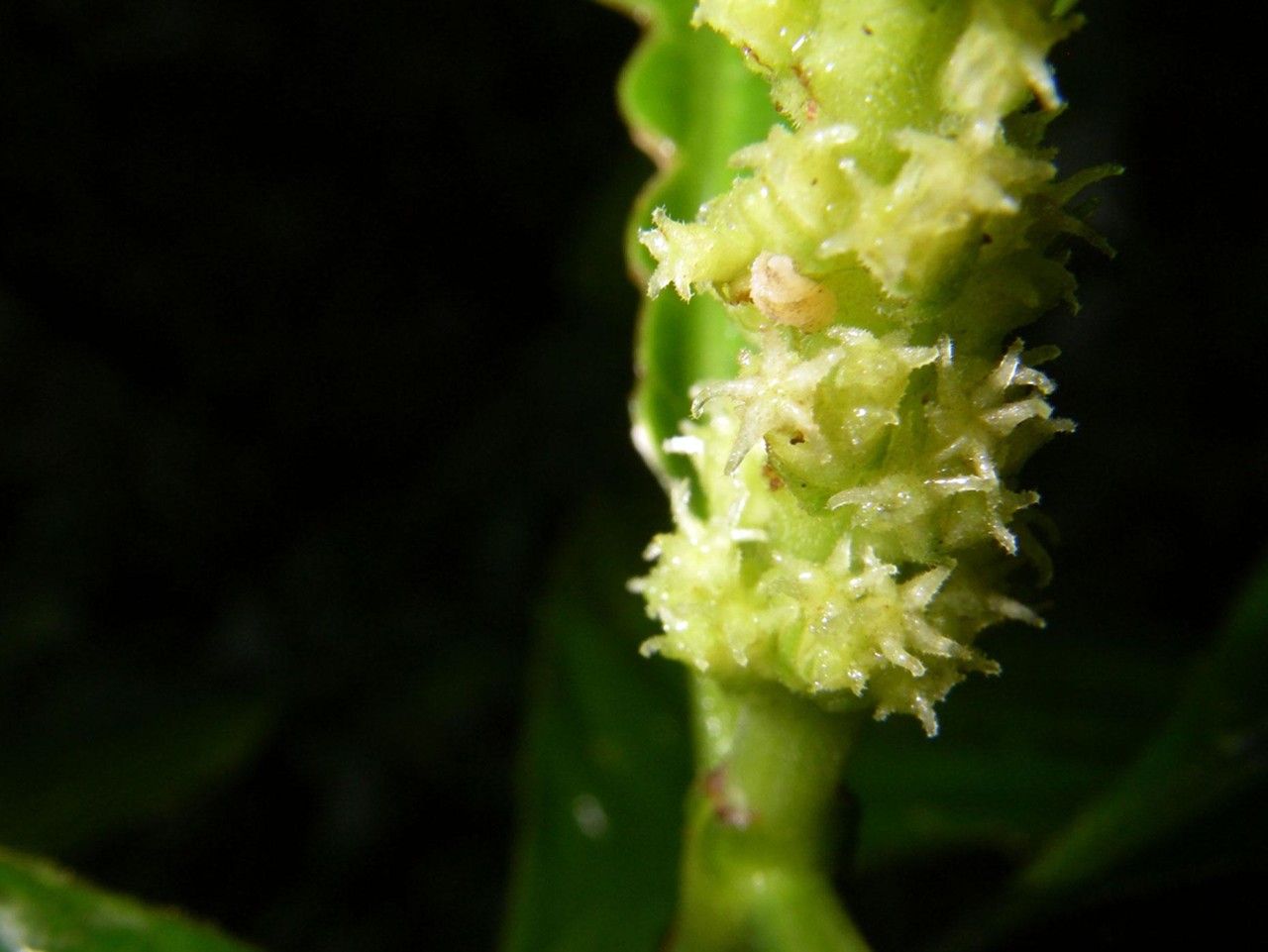 Palicourea stenostachya flower