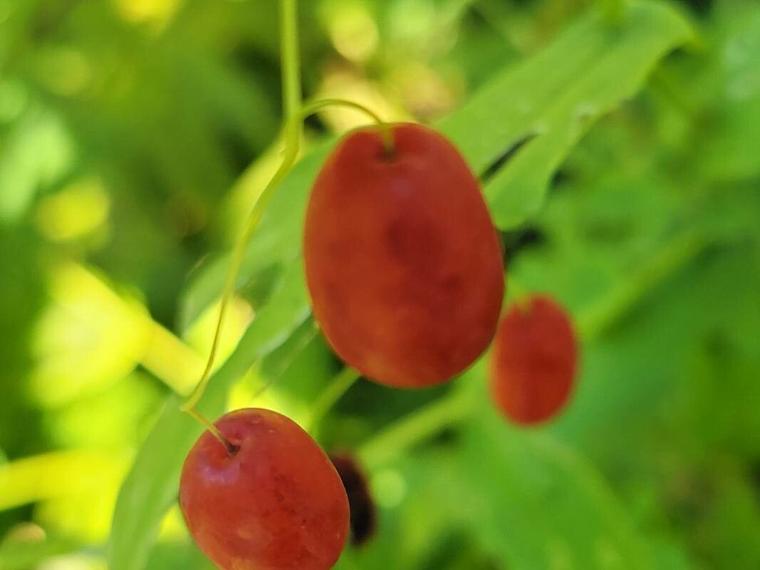 Streptopus amplexifolius fruit