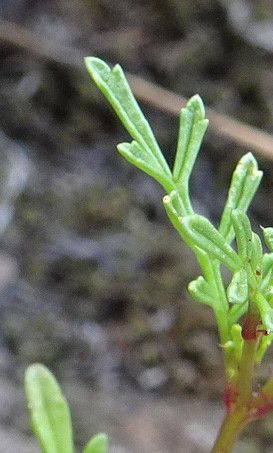 Tagetes multiflora — search result for 'Tagetes'
