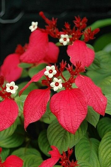 Mussaenda erythrophylla fruit