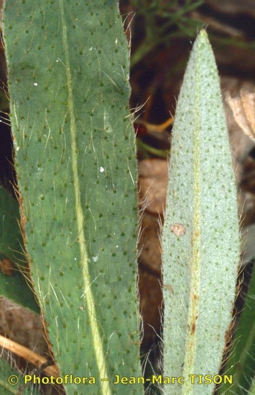 Pilosella hybrida — houseplant care guide