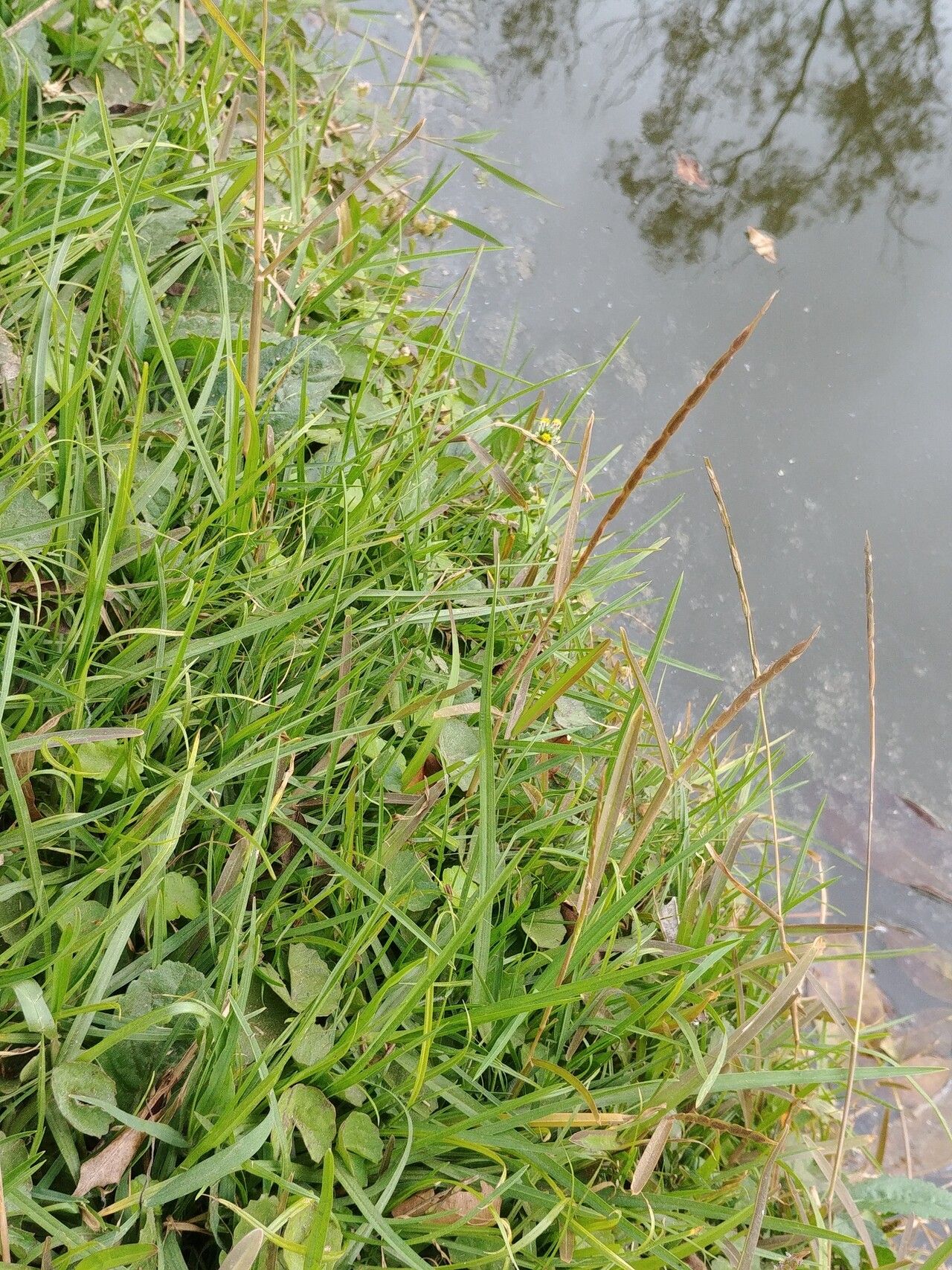 Stenotaphrum unilaterale habit