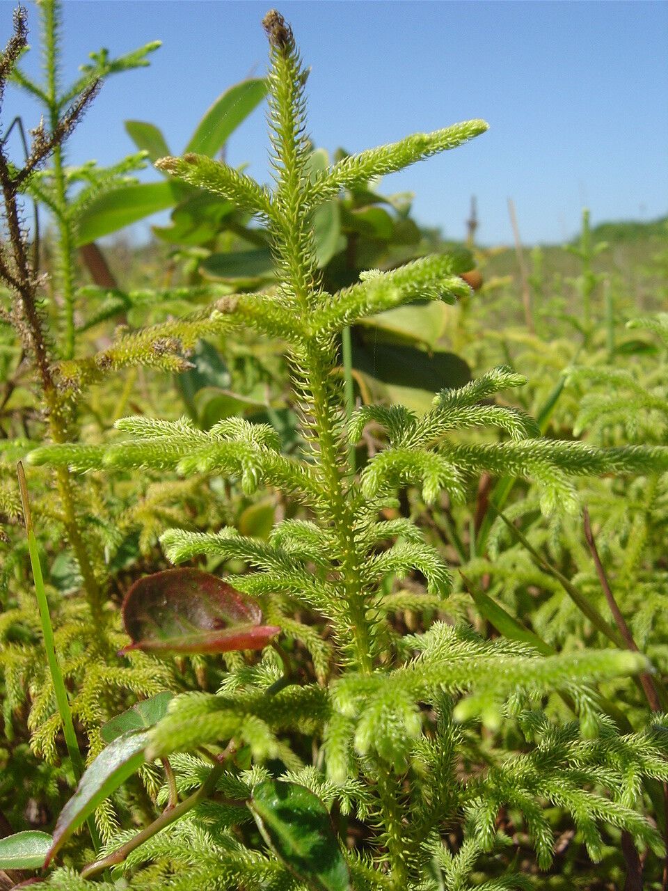 Lycopodiella camporum — related species from the same genus