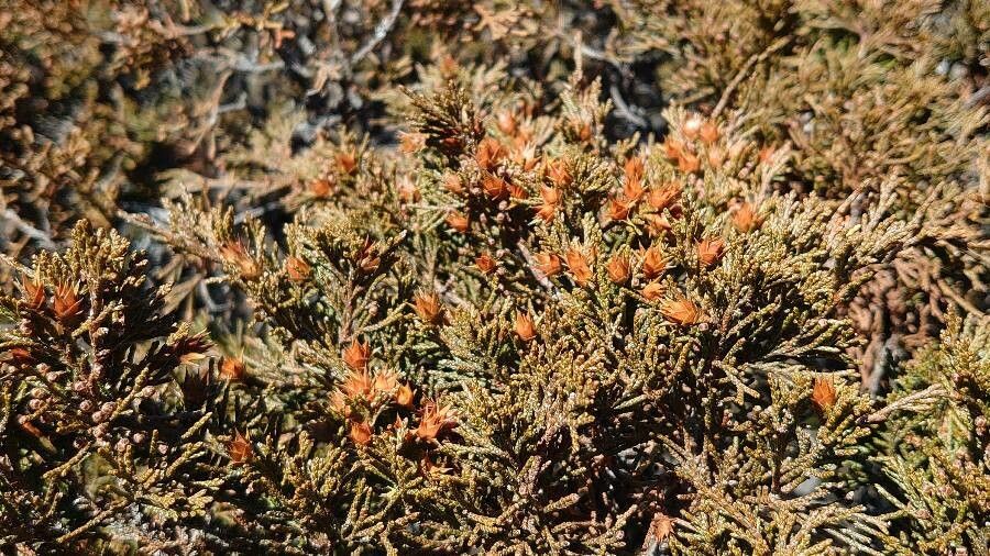 Juniperus phoenicea flower