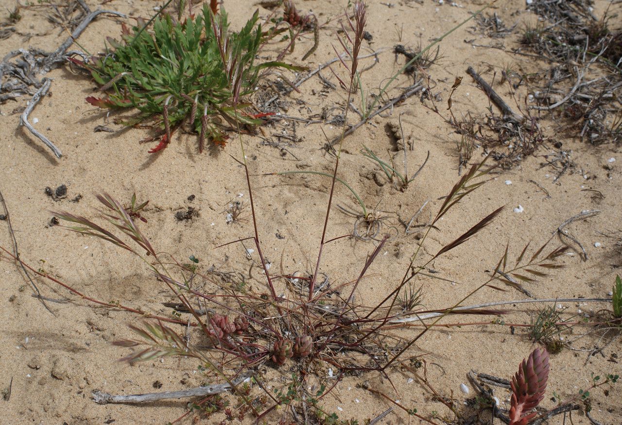Vulpia alopecuros habit