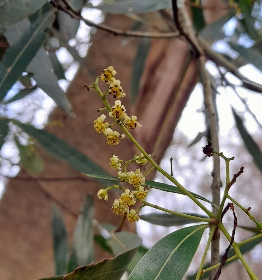 Ocotea acutifolia flower