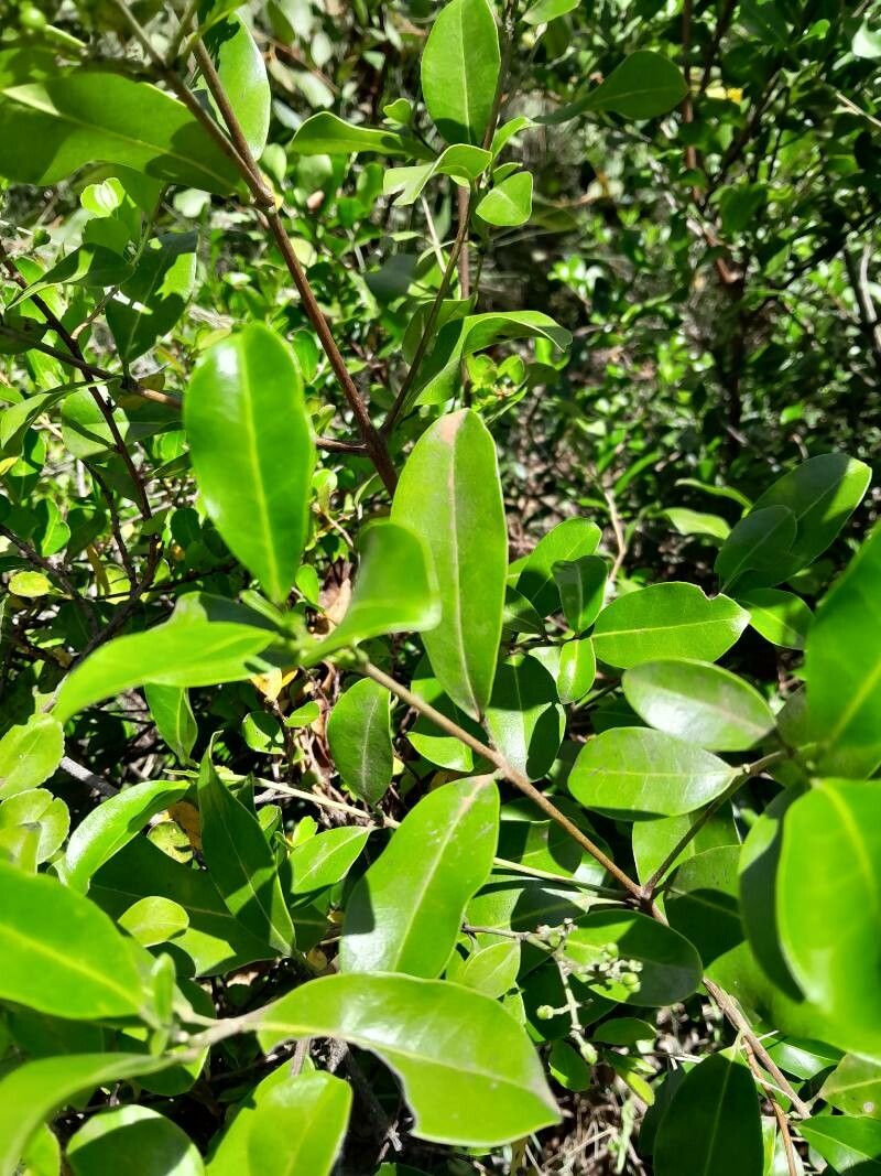 Melicope madagascariensis — houseplant care guide