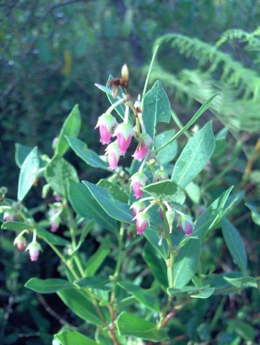 Lyonia lucida habit