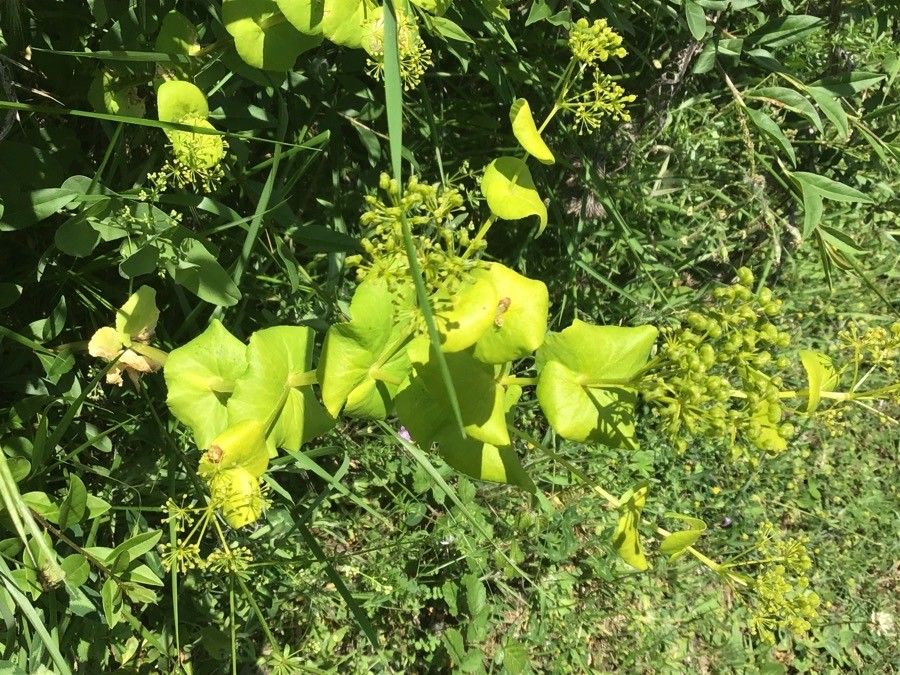 Smyrnium perfoliatum leaf