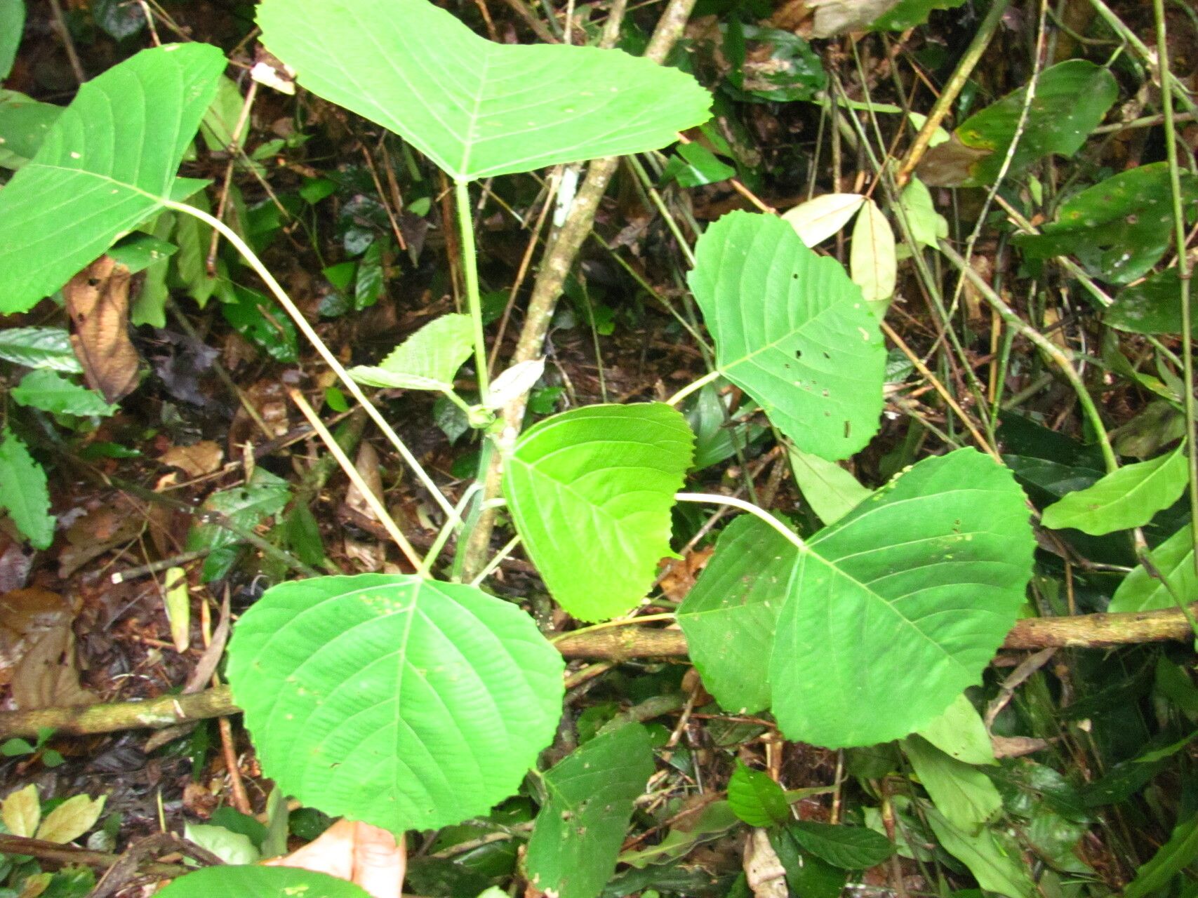 Macaranga paxii — houseplant care guide