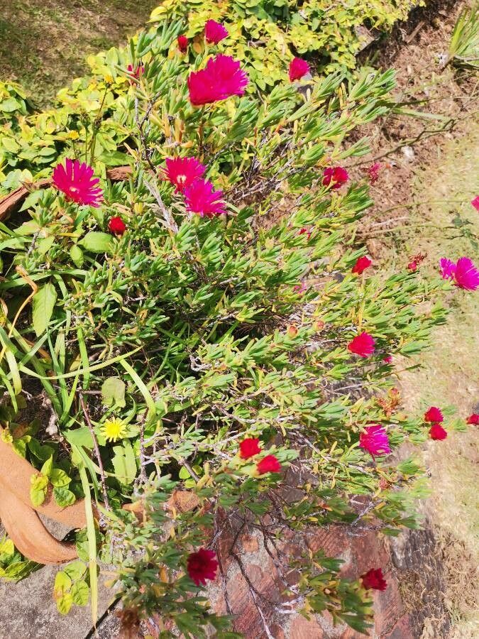 Lampranthus spectabilis flower