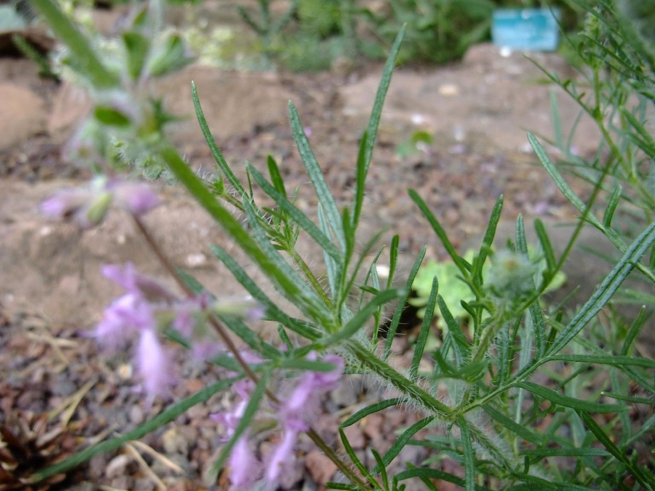 Salvia jurisicii bark