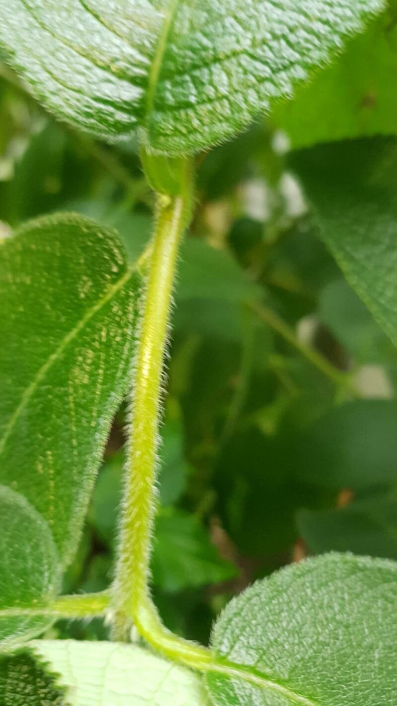 Sinningia sellovii bark