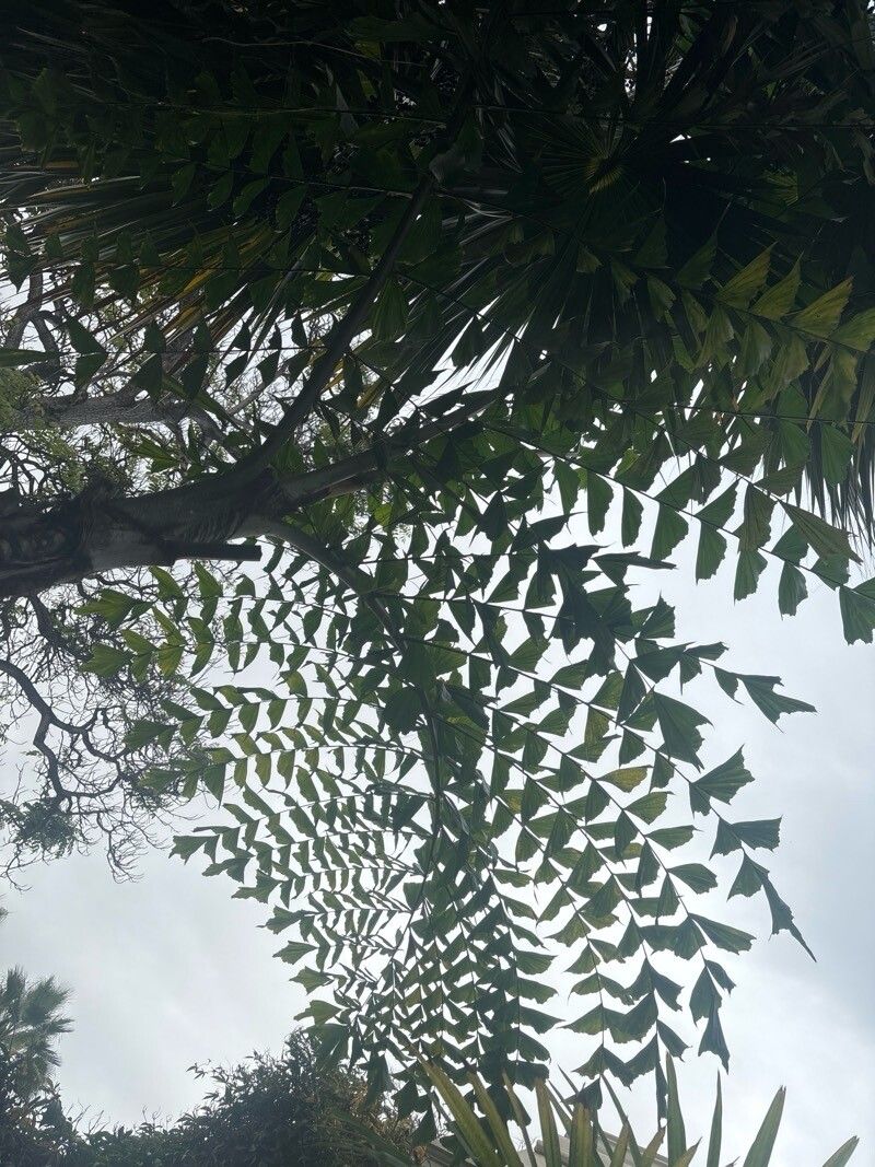 Caryota alberti leaf
