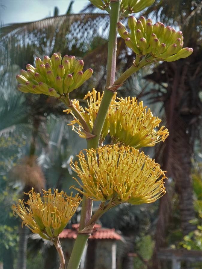 Agave deserti flower