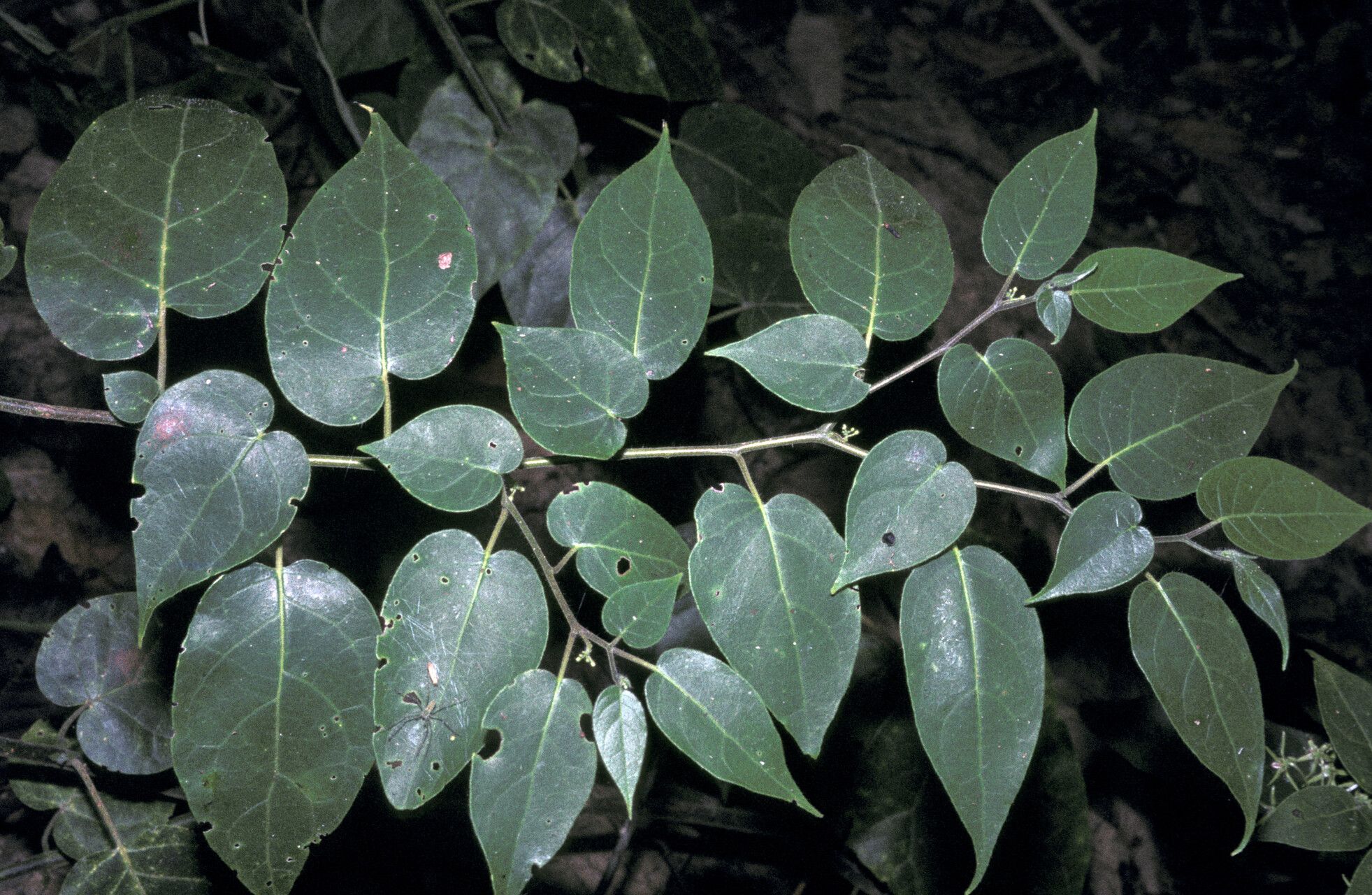 Solanum splendens — houseplant care guide