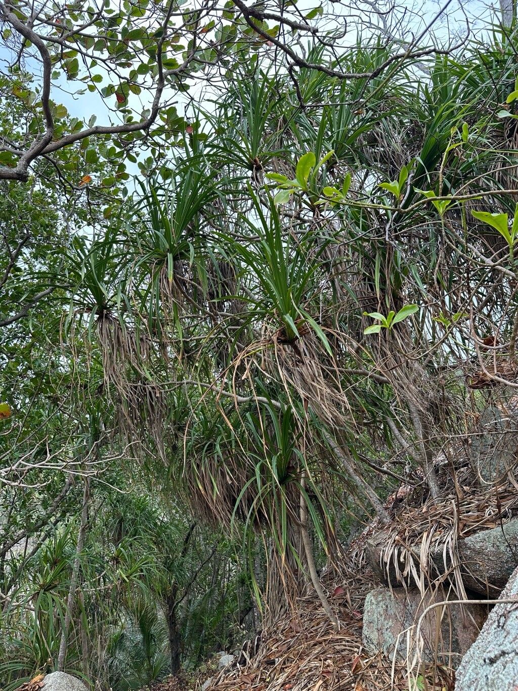 Pandanus balfourii — houseplant care guide