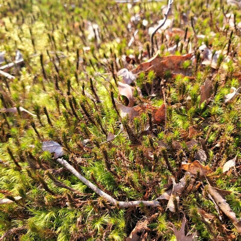 Cassiope hypnoides leaf