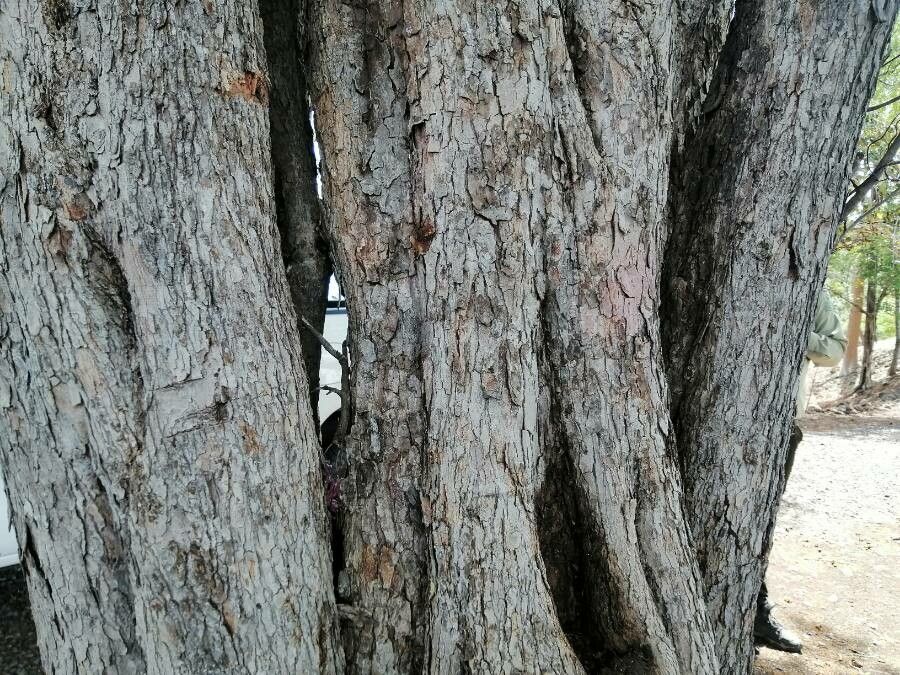 Libidibia coriaria bark