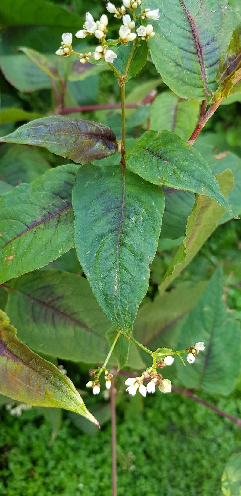 Polygonum microcephalum leaf