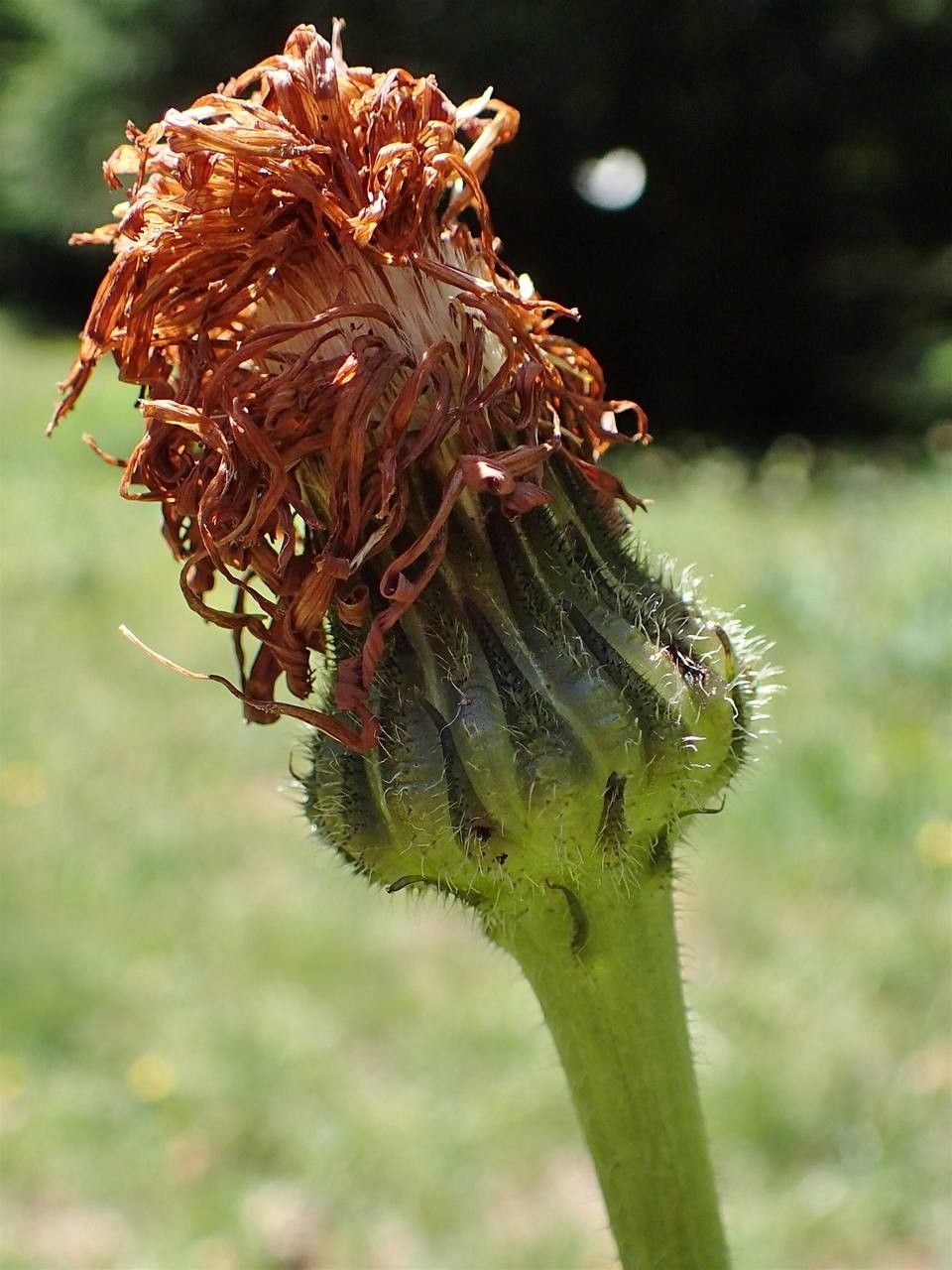 Hypochaeris maculata fruit