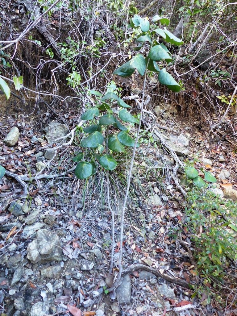 Phyllanthus peltatus habit