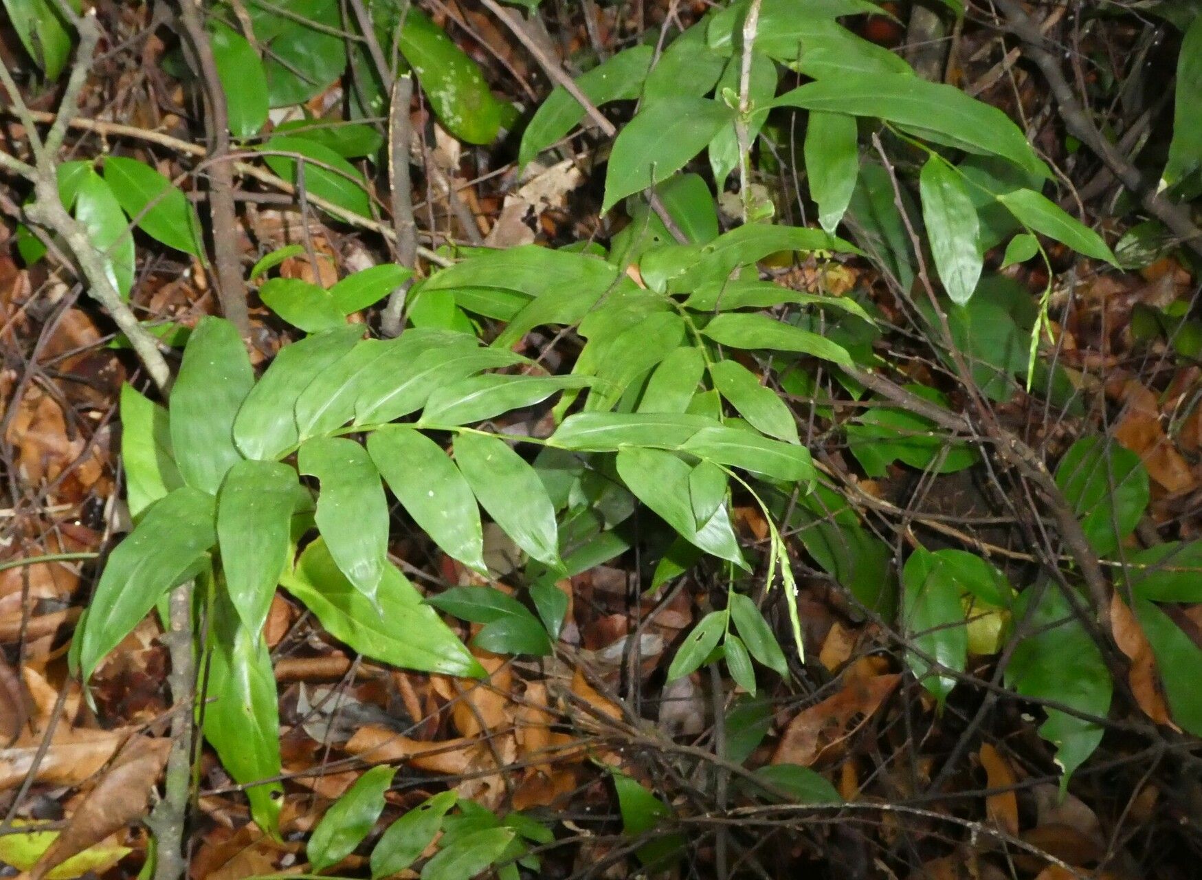 Guaduella oblonga leaf