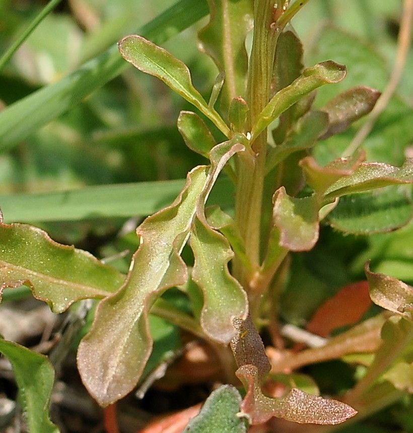 Reseda jacquinii — search result for 'Reseda'