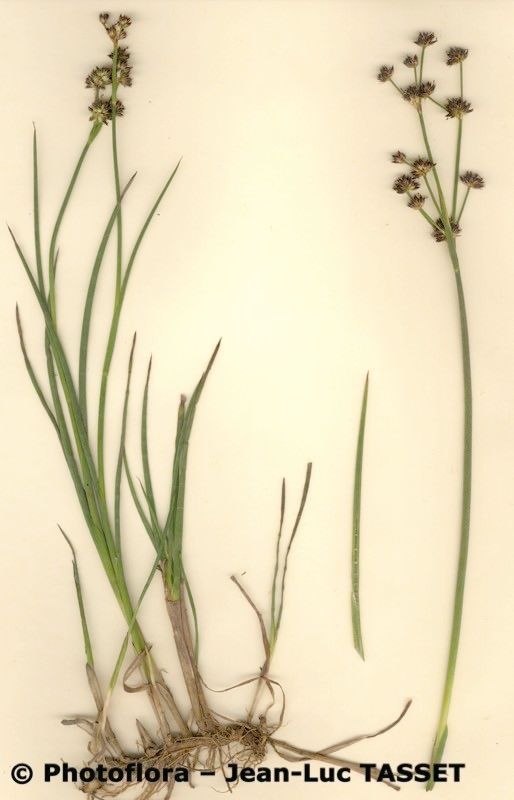 Juncus striatus habit