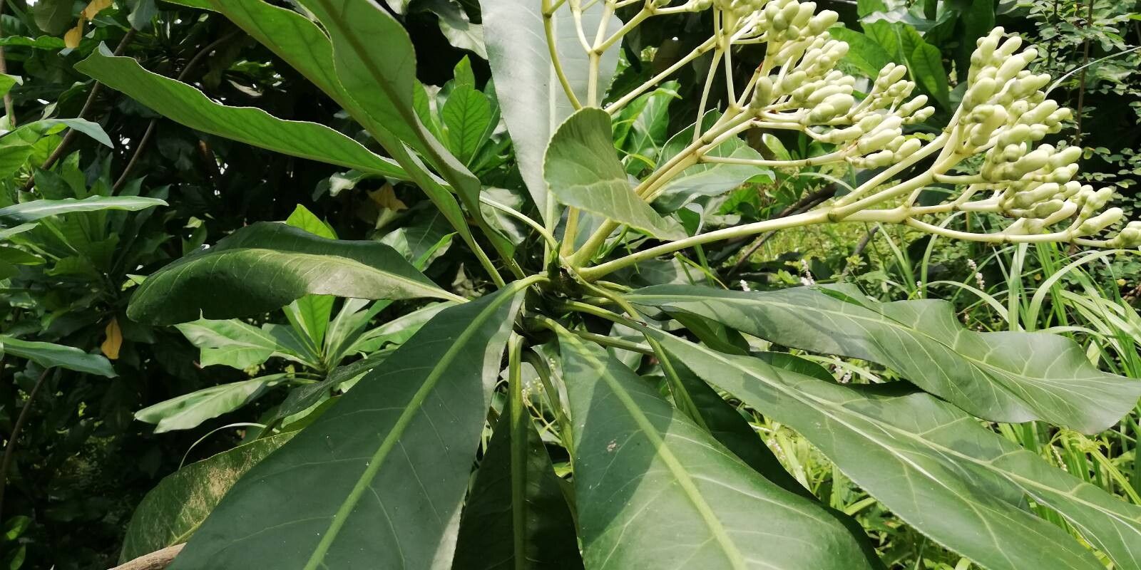 Anthocleista liebrechtsiana — related species from the same genus