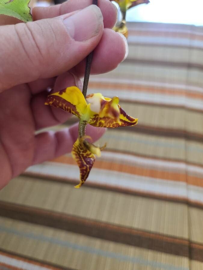 Gongora quinquenervis flower