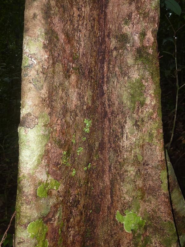 Licania apetala bark