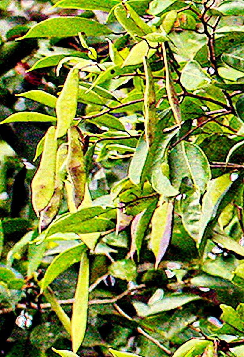 Baphia laurifolia — houseplant care guide