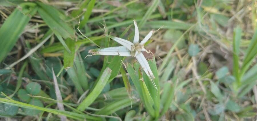 Rhynchospora nervosa flower