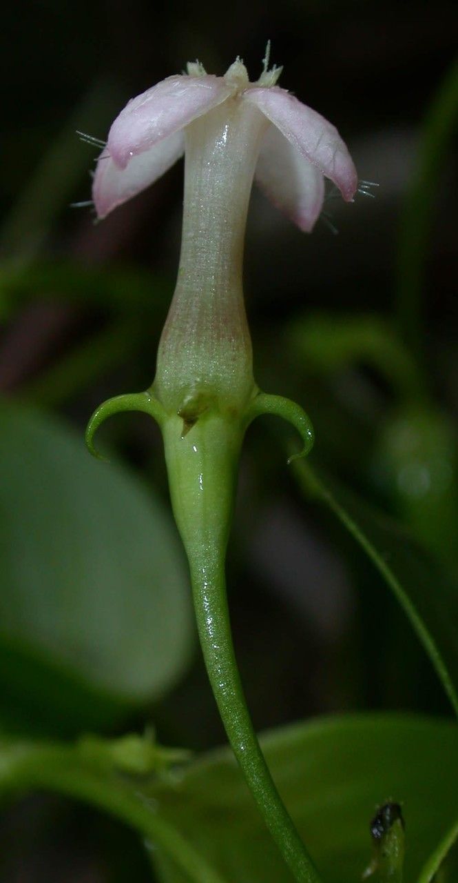 Manettia longipedicellata flower