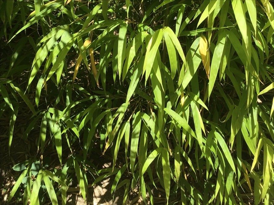Chimonobambusa quadrangularis leaf