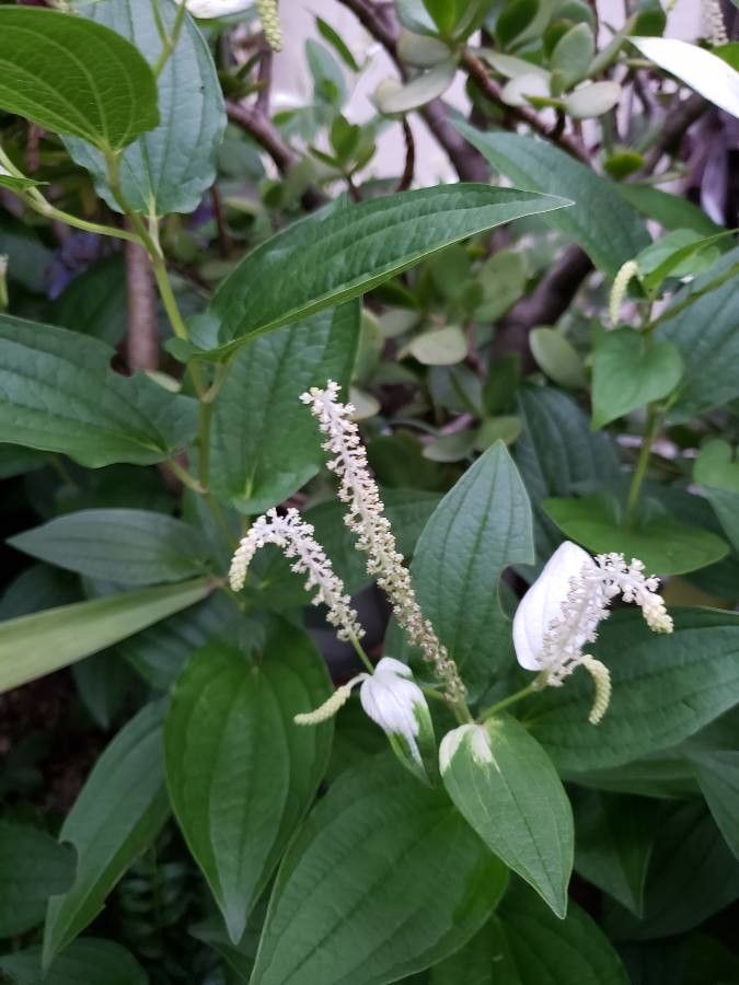 Saururus chinensis flower