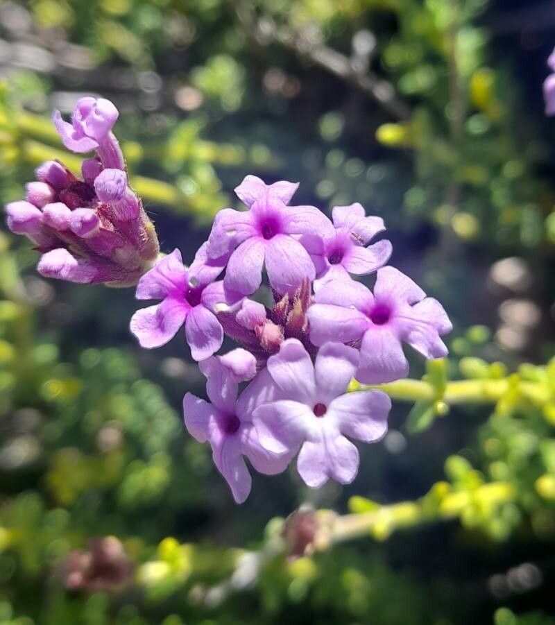 Junellia succulentifolia flower