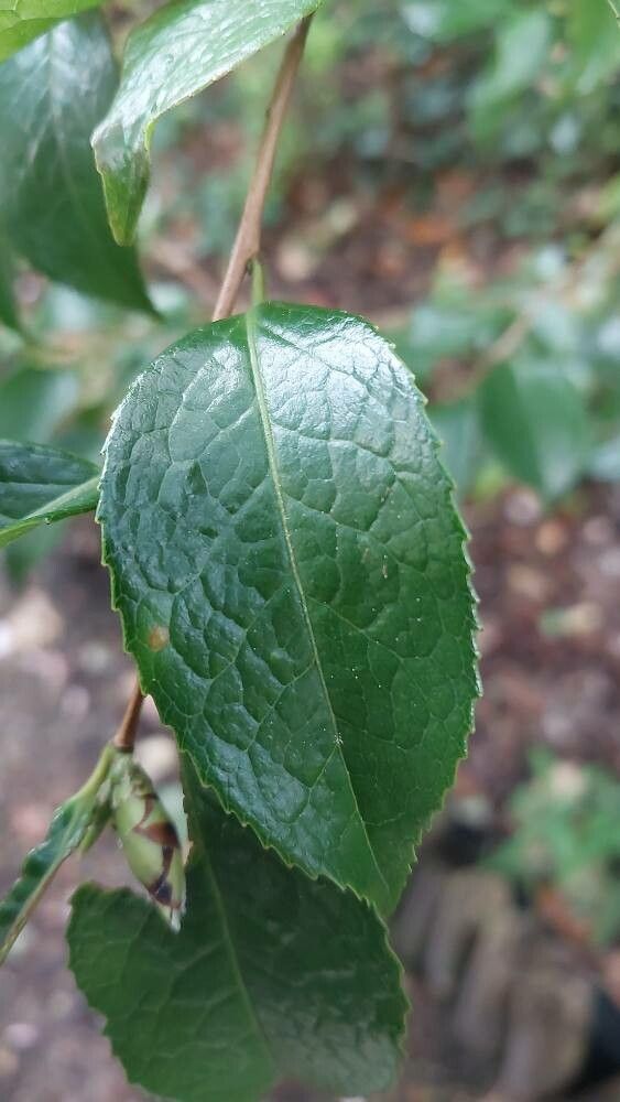Camellia grijsii leaf
