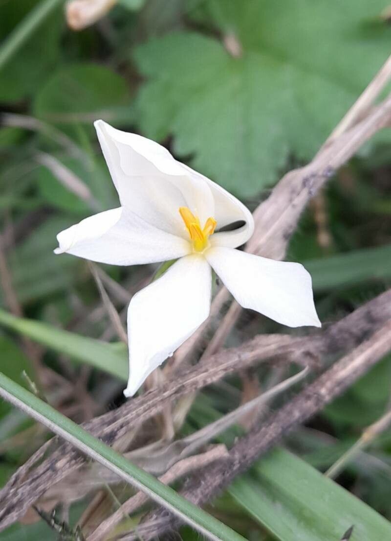 Eleutherine latifolia flower