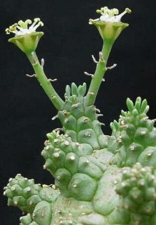 Euphorbia decepta flower