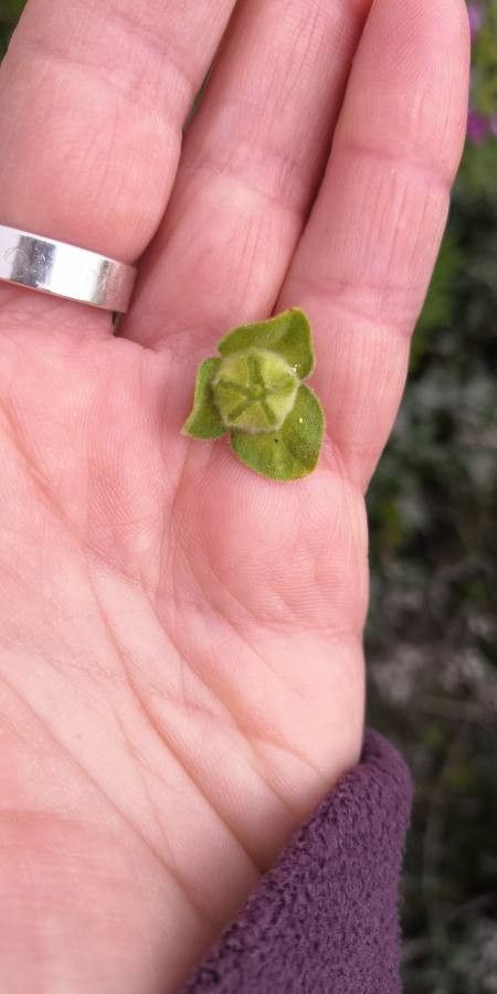 Lavatera arborea fruit