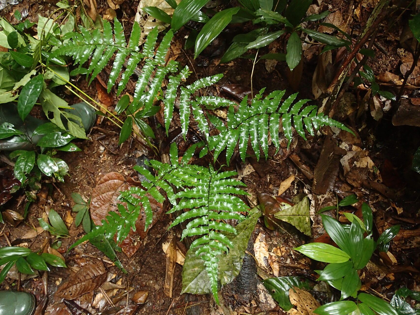 Diplazium welwitschii leaf